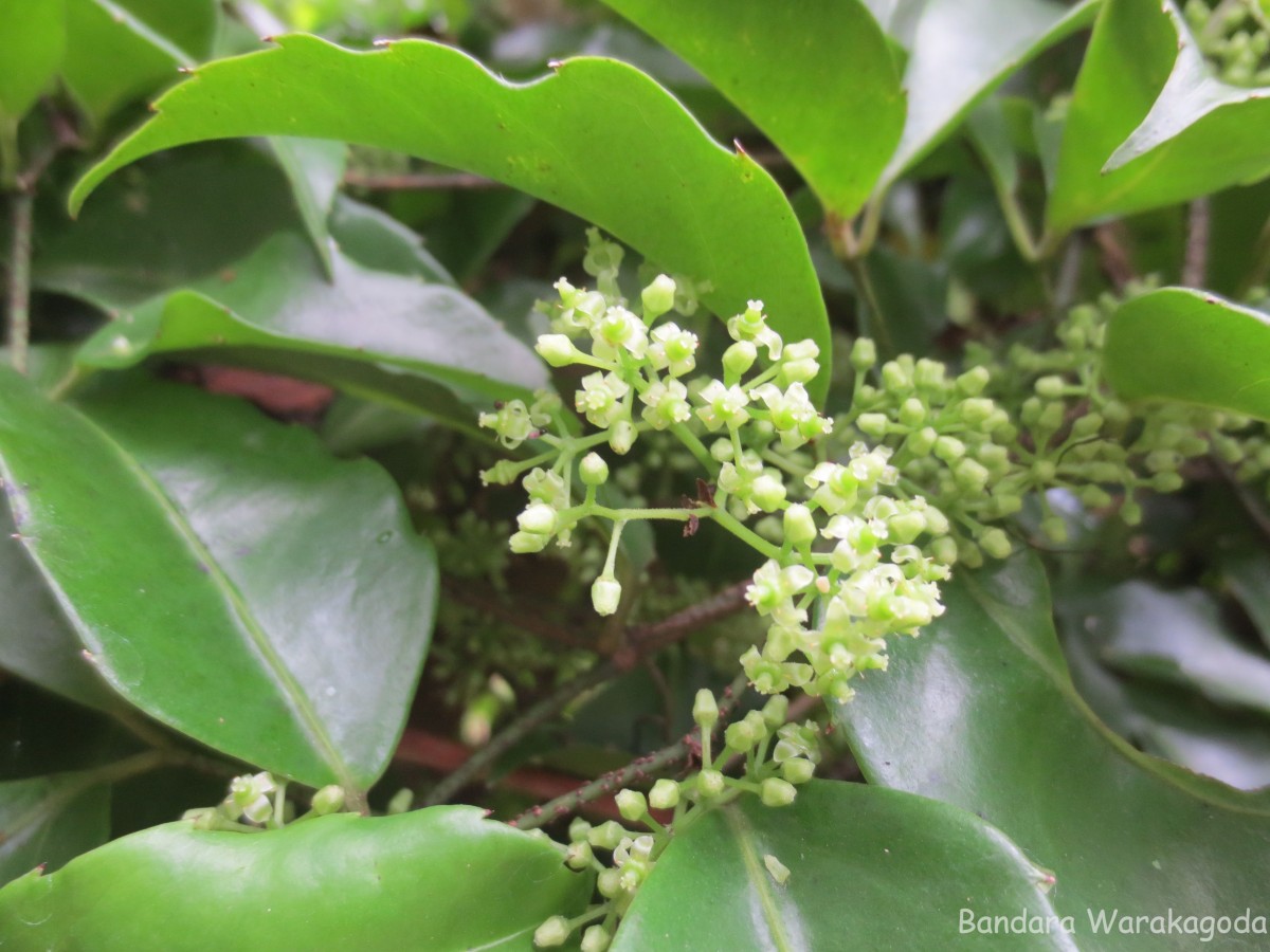 Tetrastigma nilagiricum (Miq.) B.V.Shetty